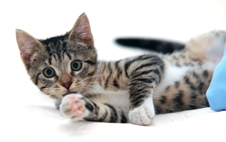 cat game app - PawrPose